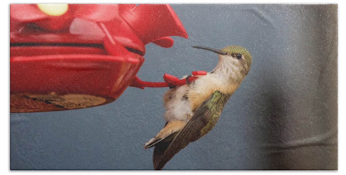 Hummingbird Beach Towel featuring the photograph Hummingbird on Feeder by Alan Hutchins