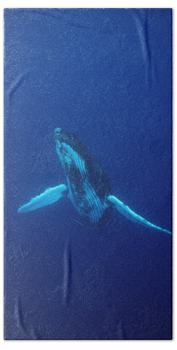 Feb0514 Beach Towel featuring the photograph Humpback Whale Kona Coast Hawaii by Flip Nicklin