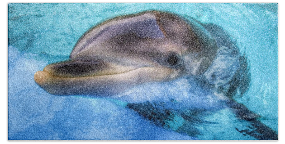 Dolphin Beach Towel featuring the photograph Hungry Dolphin by Tim Stanley