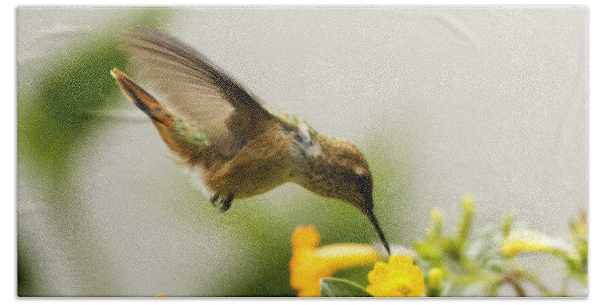 Hummingbird Beach Towel featuring the photograph Hungry Flowerbird by Heiko Koehrer-Wagner