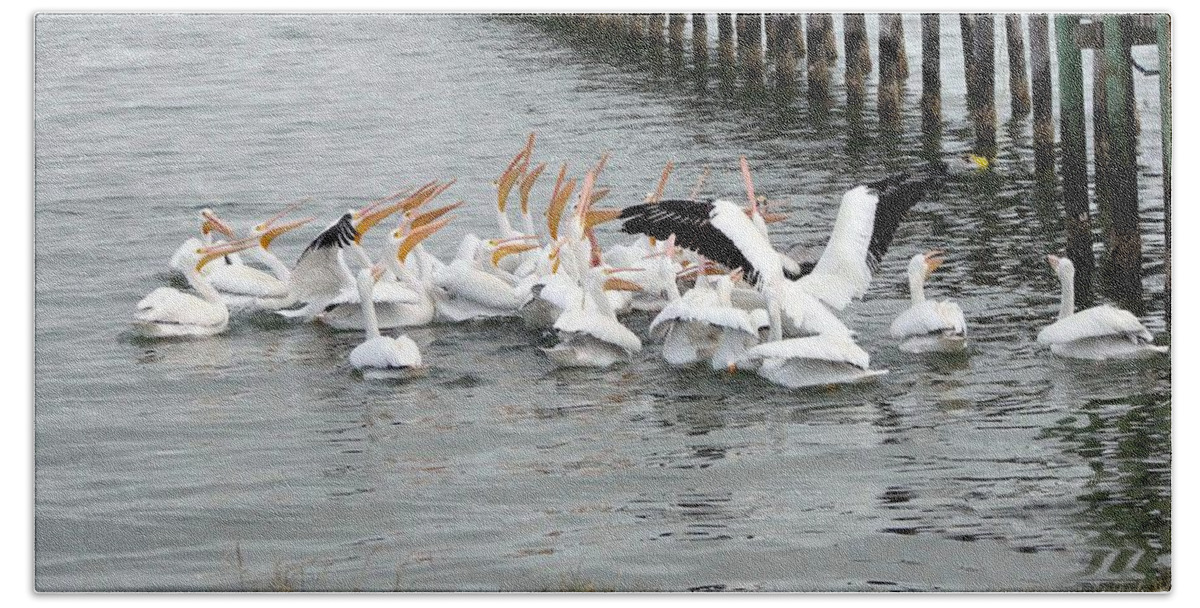 Pelicans Beach Towel featuring the photograph Hungry Pelicans by Linda Cox