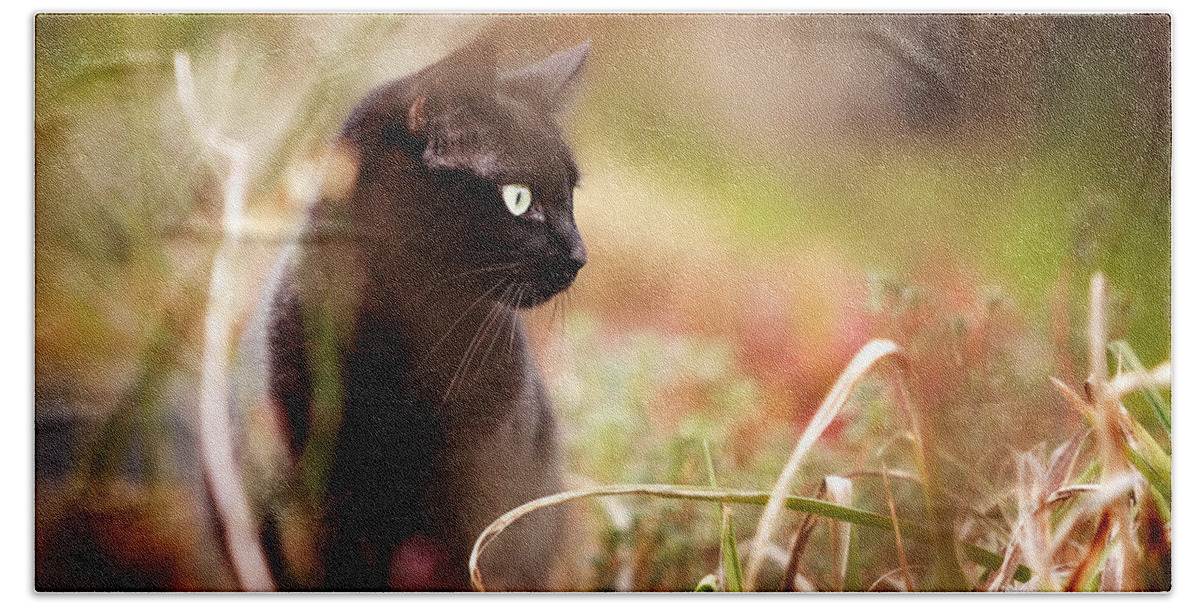 Cat Beach Sheet featuring the photograph Hunter by Ian Good