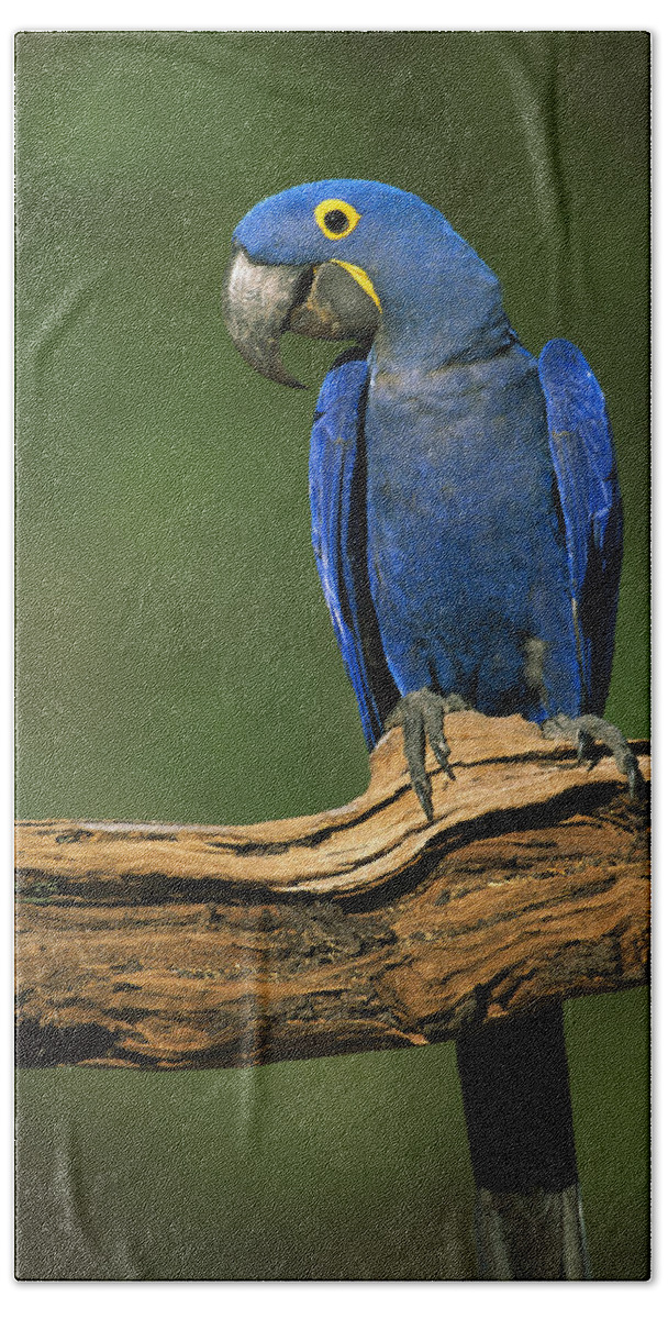 00216468 Beach Towel featuring the photograph Hyacinth Macaw Brazil by Pete Oxford
