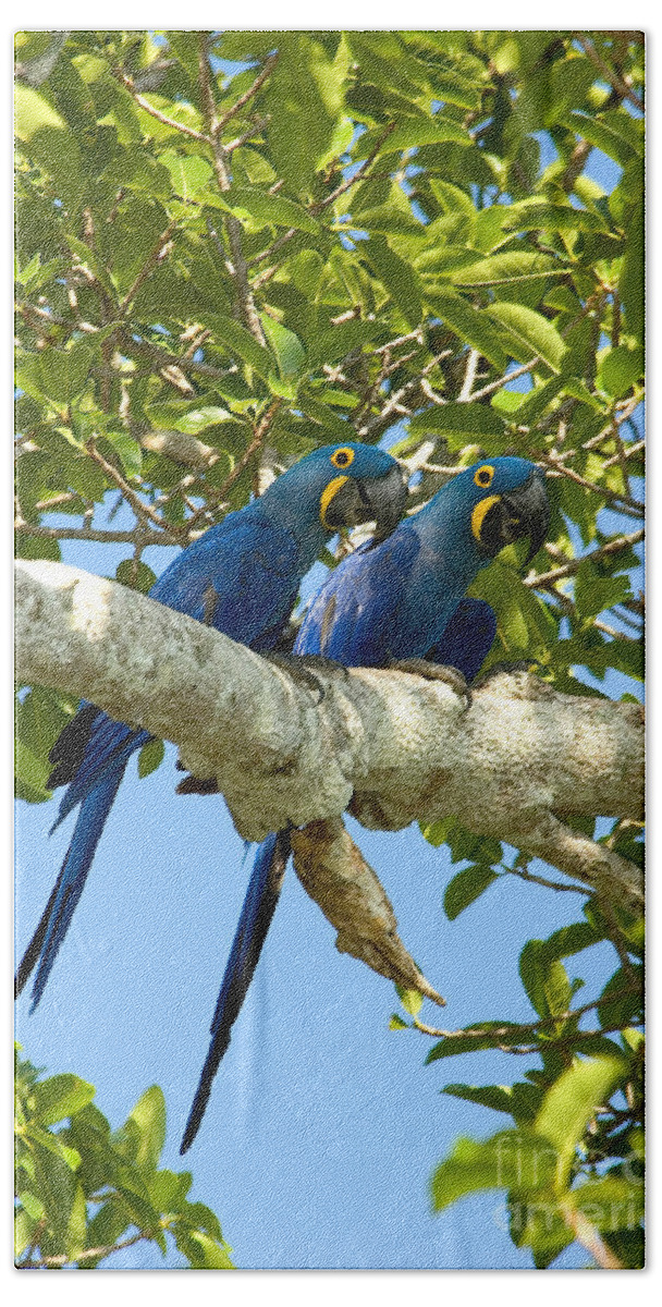 Hyacinth Macaw Beach Towel featuring the photograph Hyacinth Macaws Brazil by Gregory G Dimijian MD