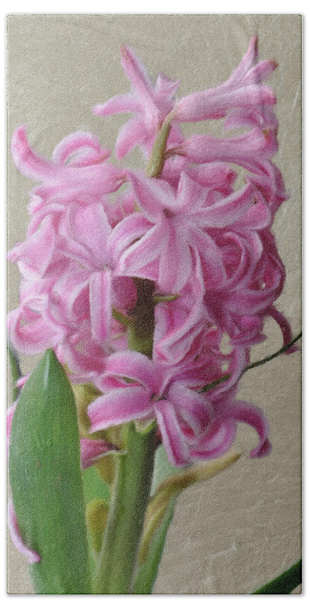 Bloom Beach Towel featuring the painting Hyacinth Pink by Jeffrey Kolker