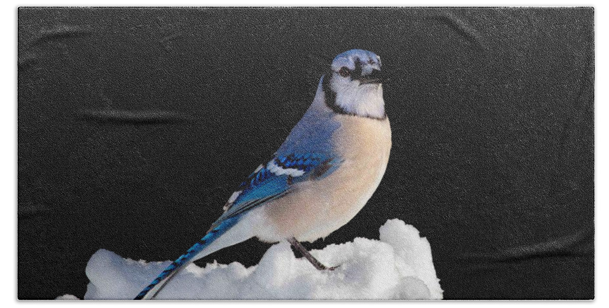 Bird Beach Towel featuring the photograph I Am So Done With Winter by John Absher