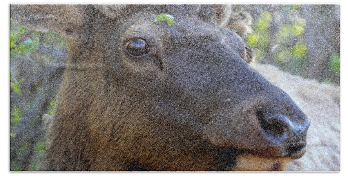 Elk Beach Towel featuring the photograph I Have What On My Face? by Shane Bechler