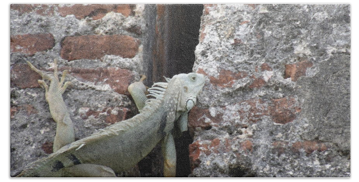 Fort Beach Sheet featuring the photograph Iguana by David S Reynolds