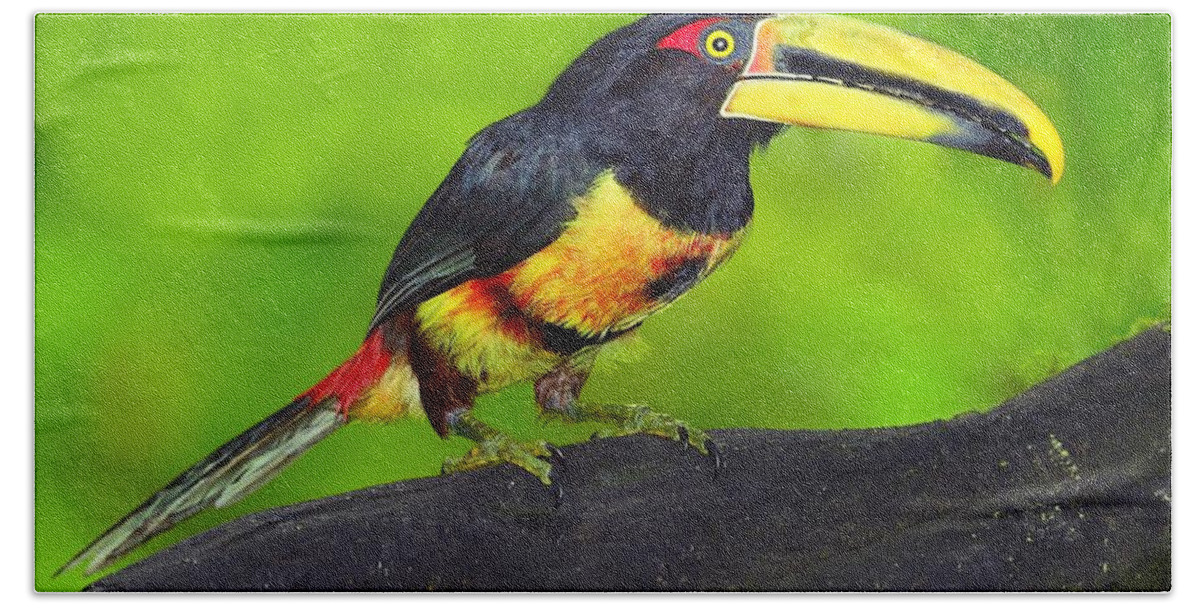 Pale-mandibled Aracari Beach Towel featuring the photograph In the Forest by Tony Beck