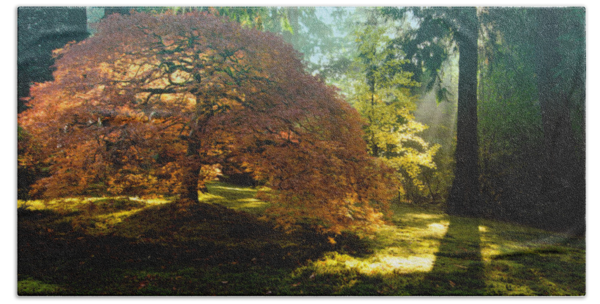 Japanese Maple Beach Towel featuring the photograph In the Gentle Autumn Light by Don Schwartz