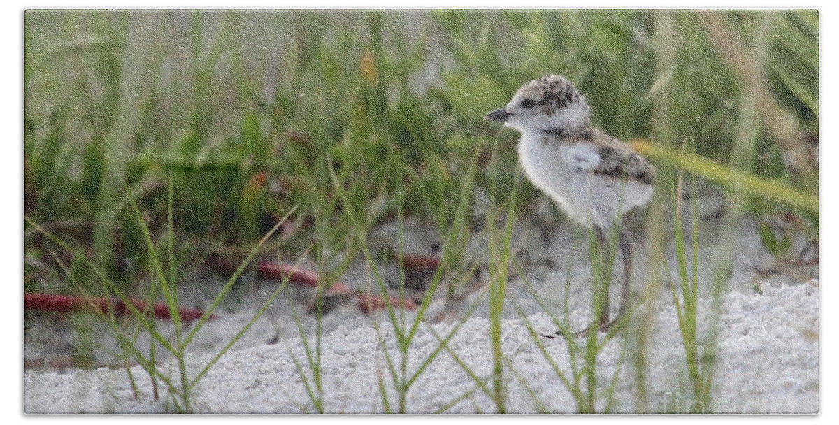 Wilson's Plover Beach Towel featuring the photograph In the Grass - Wilson's Plover Chick by Meg Rousher