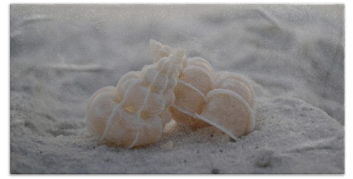 Seashells Beach Towel featuring the photograph In Your Light by Melanie Moraga