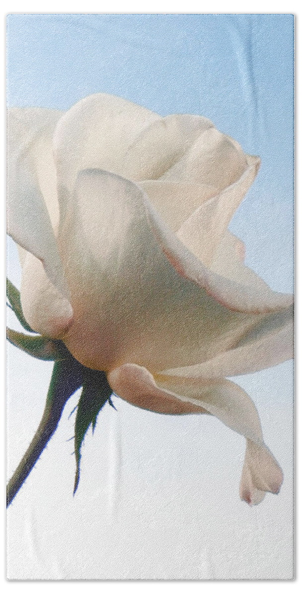Rose Beach Towel featuring the photograph Innocence by Deb Halloran