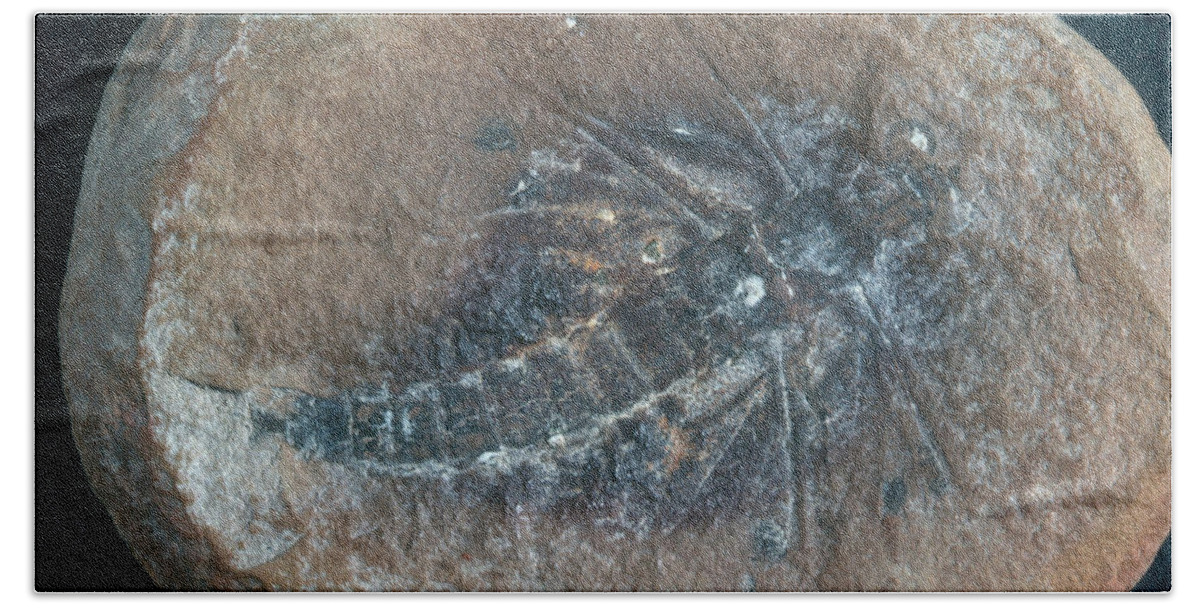 Insect Fossil Beach Towel featuring the photograph Insect Fossil by Louise K. Broman