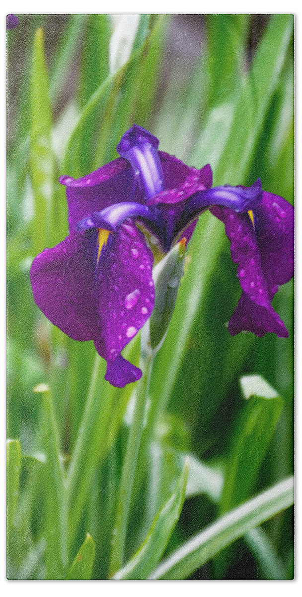Purple Flower Beach Towel featuring the photograph Iris by Tracy Winter