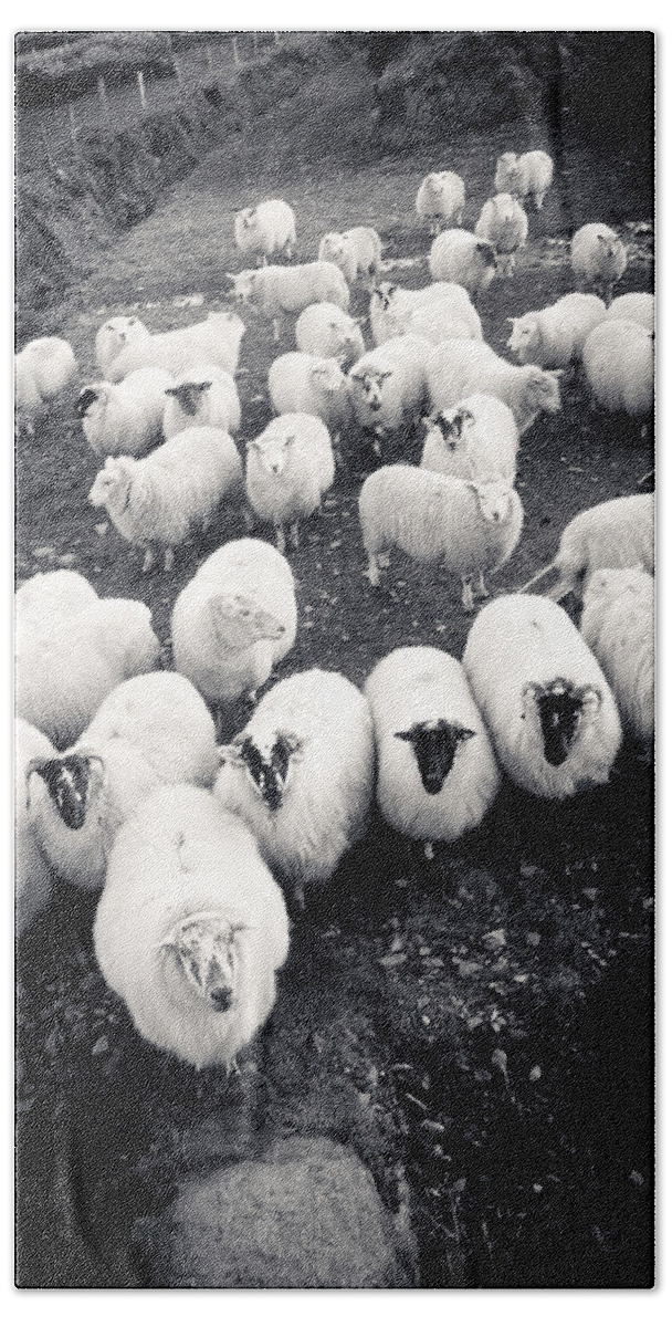 Sheep Beach Towel featuring the photograph Irish Sheep by Mark Callanan