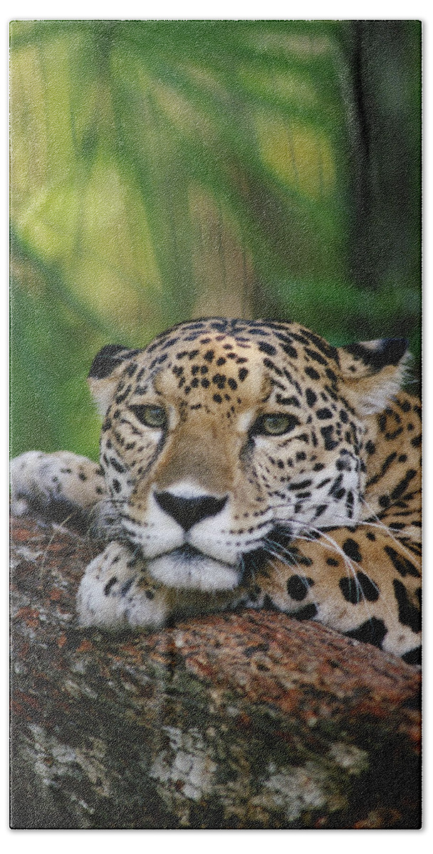 Feb0514 Beach Towel featuring the photograph Jaguar Portrait Belize by Gerry Ellis