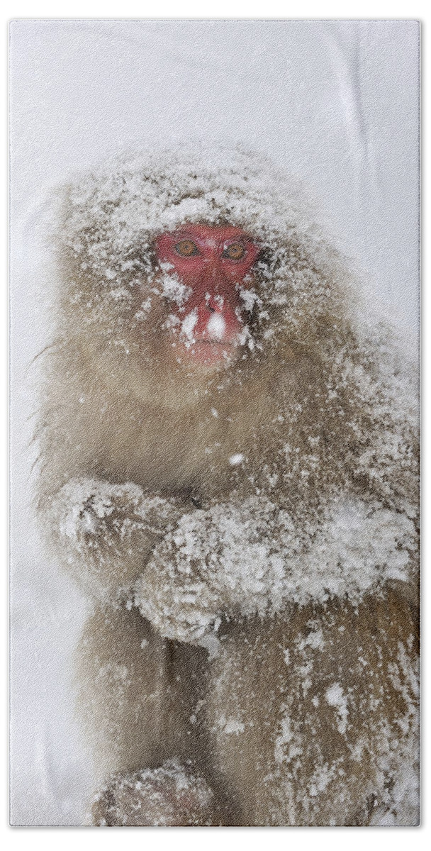 Thomas Marent Beach Towel featuring the photograph Japanese Macaque In Winter Jigokudani by Thomas Marent