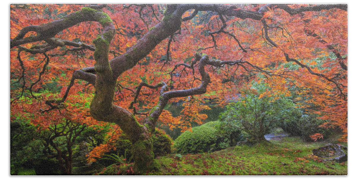 Oregon Beach Towel featuring the photograph Japanese Maple Tree by Mark Kiver