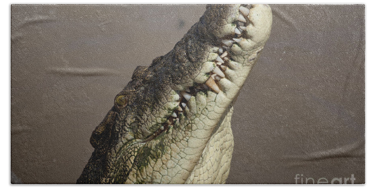 Salt Water Crocodile Beach Sheet featuring the photograph Jaws V4 by Douglas Barnard
