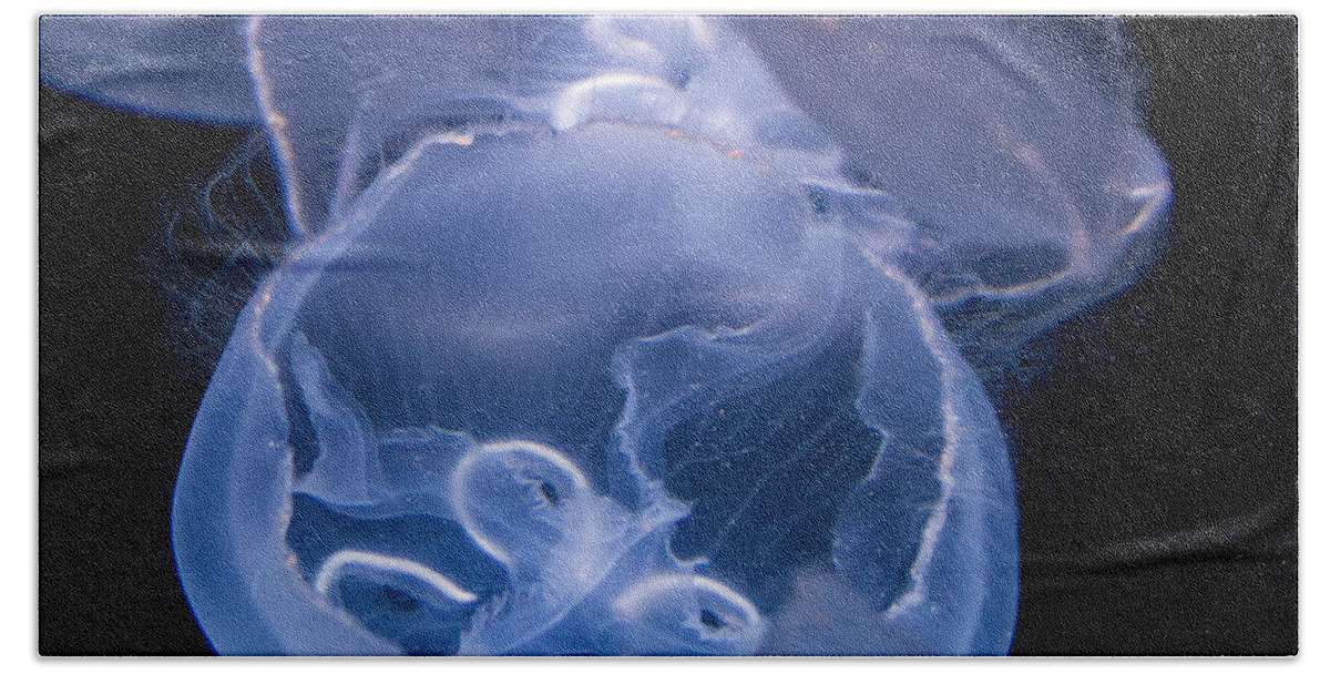 Fish Beach Towel featuring the photograph Jellyfish by Tim Stanley