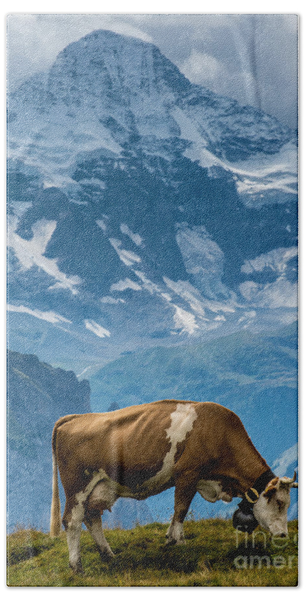 Swiss Cow Beach Towel featuring the photograph Jungfrau Cow - Grindelwald - Switzerland by Gary Whitton