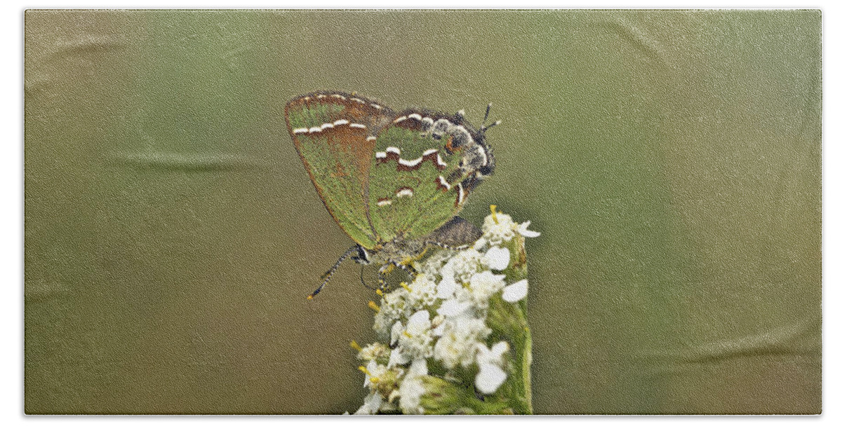callophrys Gryneus Beach Towel featuring the photograph Juniper or Olive Hairstreak Butterfly - Callophrys gryneus by Carol Senske