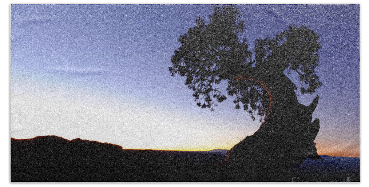 Nature Beach Towel featuring the photograph Juniper Tree At Dawn by John Shaw