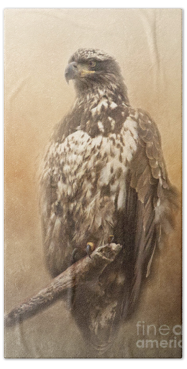 Eagle Beach Towel featuring the photograph Juvenile Bald Eagle by Pam Holdsworth