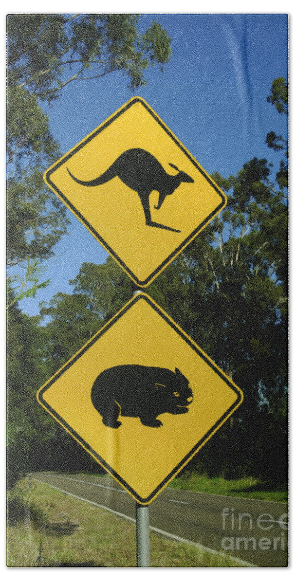 Australia Beach Towel featuring the photograph Kangaroo And Wombat Crossing by Bill Bachmann