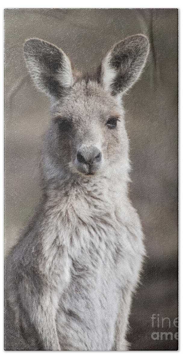 Australia Beach Towel featuring the photograph Kangaroo by Steven Ralser