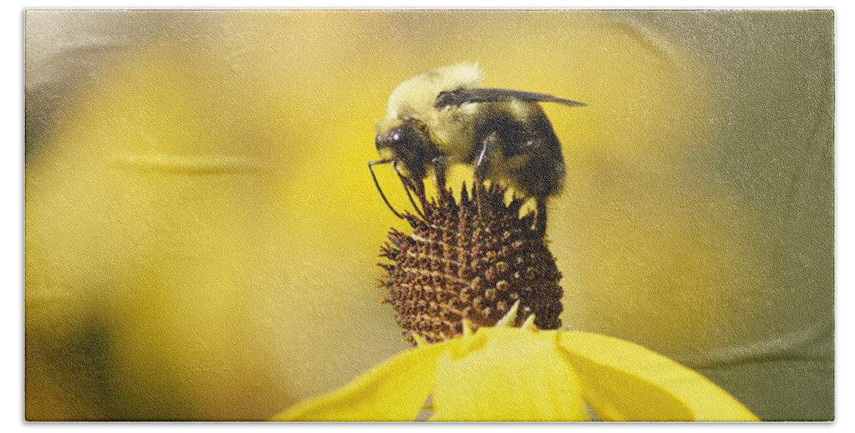 Bee Beach Sheet featuring the photograph King of the Coneflower by Penny Meyers