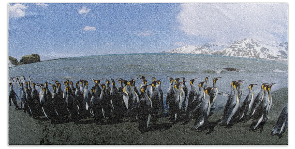 Feb0514 Beach Towel featuring the photograph King Penguin Colony South Georgia Island by Konrad Wothe