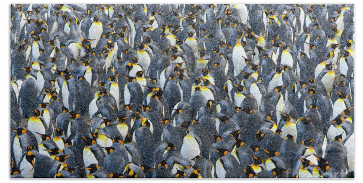 00345283 Beach Towel featuring the photograph King Penguin Rookery South Georgia by Yva Momatiuk John Eastcott