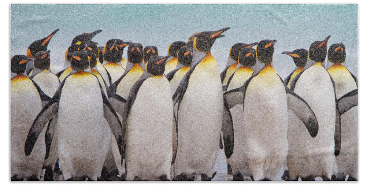 Falkland Islands Beach Towel featuring the photograph King Penguins by David Beebe