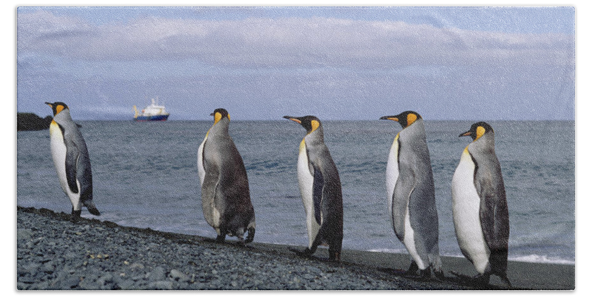 Feb0514 Beach Towel featuring the photograph King Penguins On Rocky Shoreline by Konrad Wothe