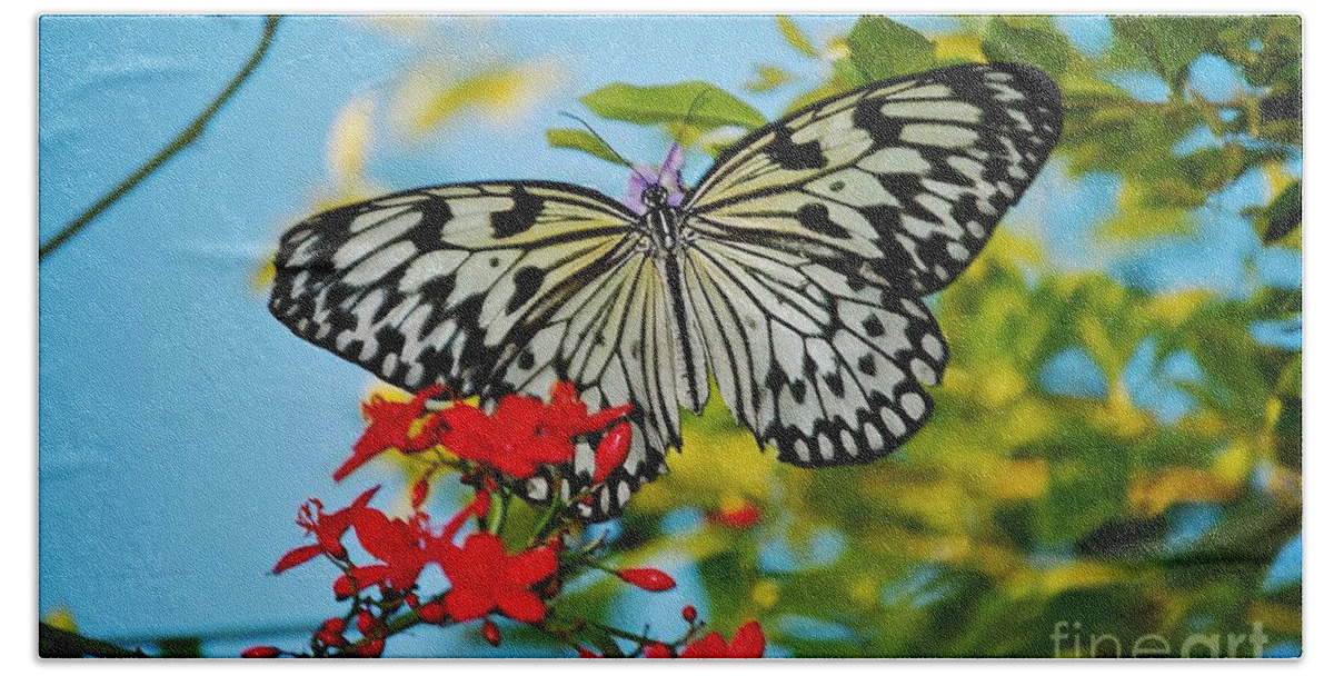 Nature Photography Beach Towel featuring the photograph Kite Butterfly by Peggy Franz