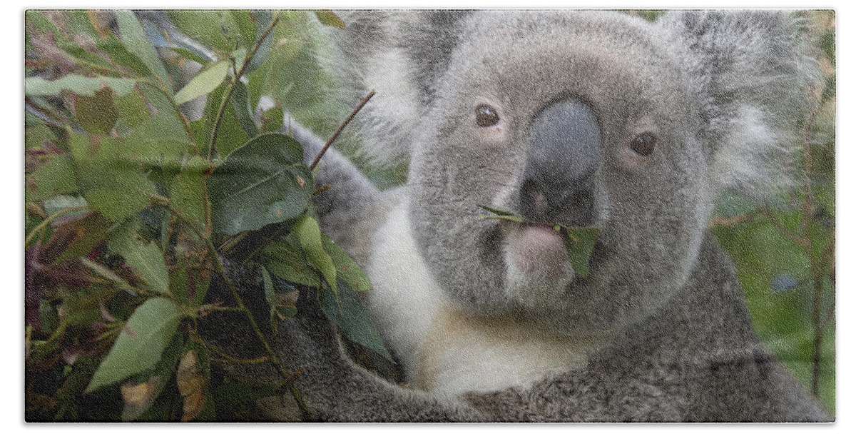 Feb0514 Beach Towel featuring the photograph Koala Male Feeding Australia by Suzi Eszterhas