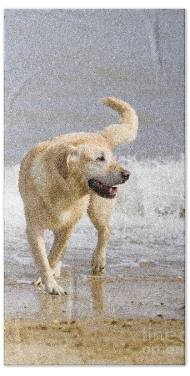 Labrador Beach Towel featuring the photograph Labrador Dog Playing On Beach by Geoff du Feu