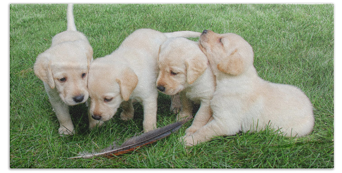 Labrador Retriever Puppies And Feather Beach Towel For Sale By Jennie Marie Schell