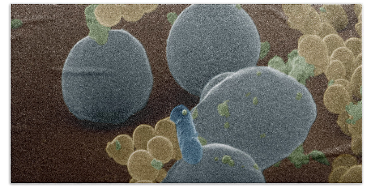 Biology Beach Towel featuring the photograph Lactic Acid Bacteria And Yeast by Eye of Science