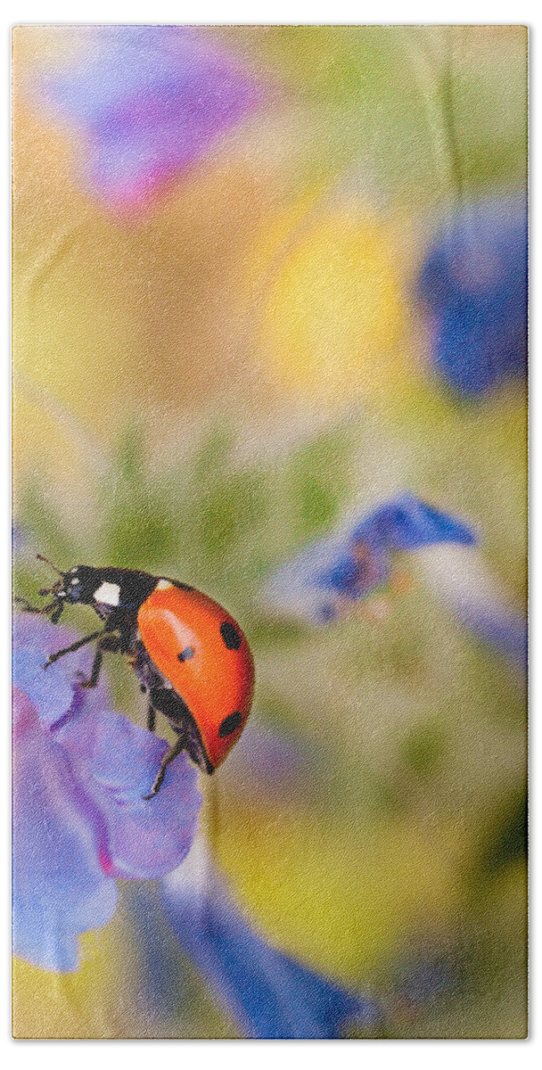 Ladybird Beach Sheet featuring the photograph Ladybird by Meir Ezrachi
