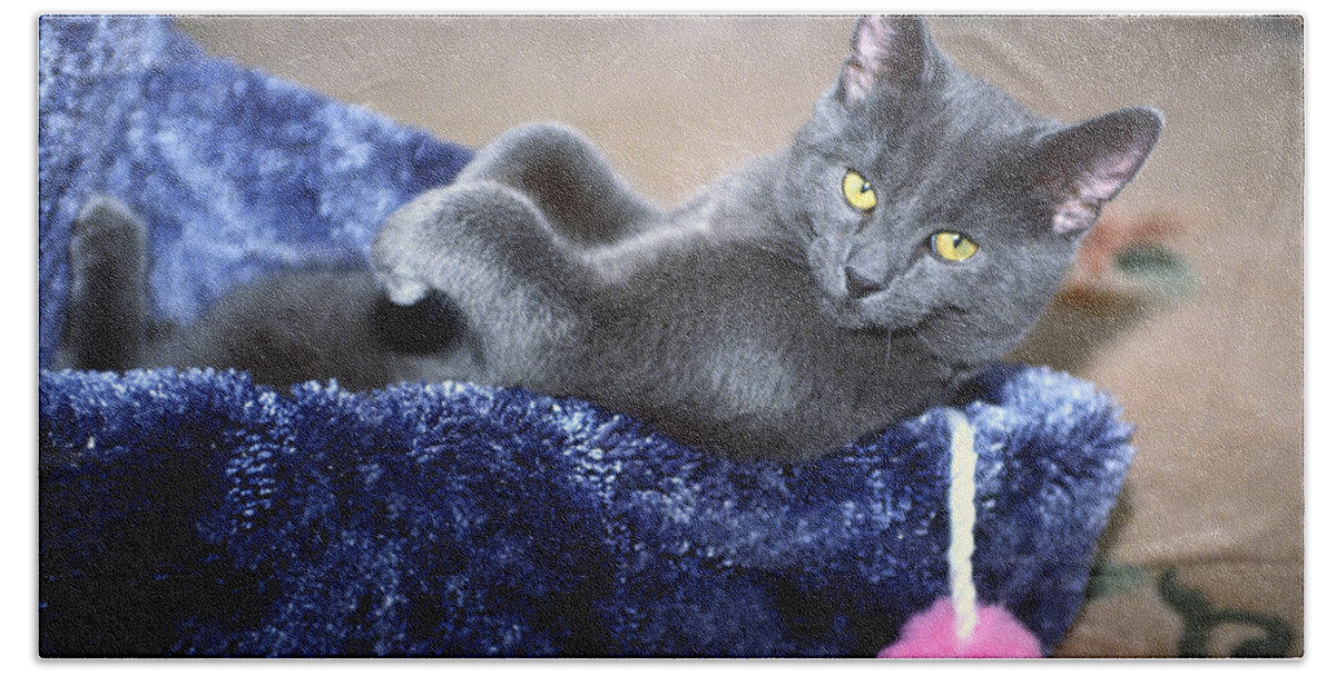 Russian Blue Kitten Lying Back Inside Scratching Post Beach Sheet featuring the photograph Laid Back by Sally Weigand