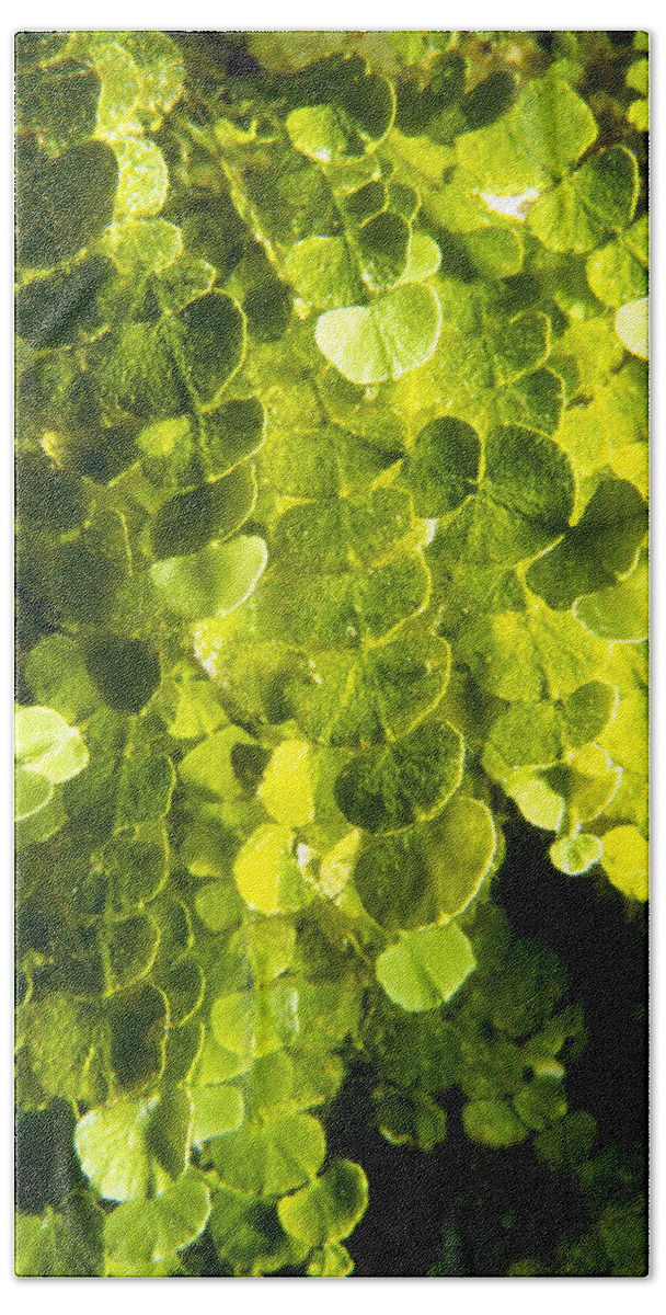 Aquatic Beach Towel featuring the photograph Large Leaf Hanging Vine by Mary Beth Angelo