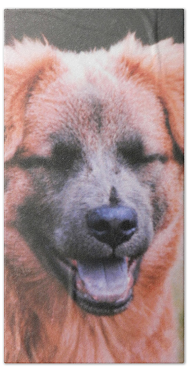 This Dog Beach Towel featuring the photograph Laughing Dog by Belinda Lee