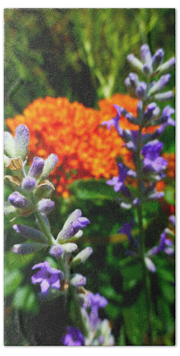 Lavender Beach Towel featuring the photograph Lavender and Butterfly Weed by Jennifer Wheatley Wolf
