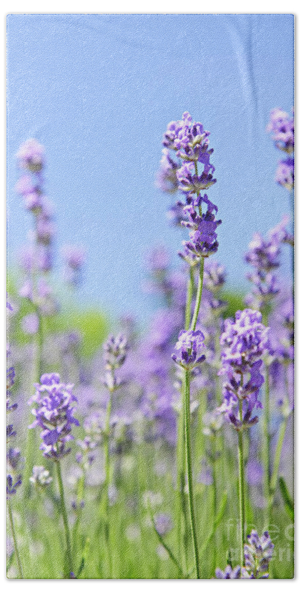 Lavender Beach Towel featuring the photograph Lavender flowering by Elena Elisseeva