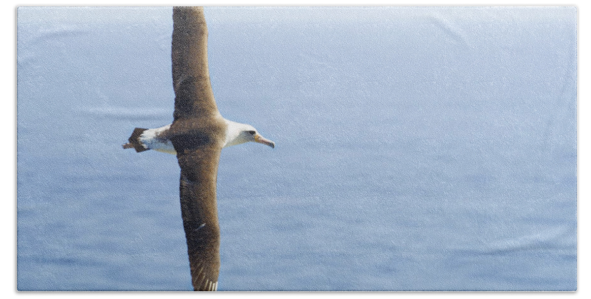 Laysan Albatross Beach Sheet featuring the photograph Laysan Albatross No 1 - Kilauea - Kauai - Hawaii by Belinda Greb
