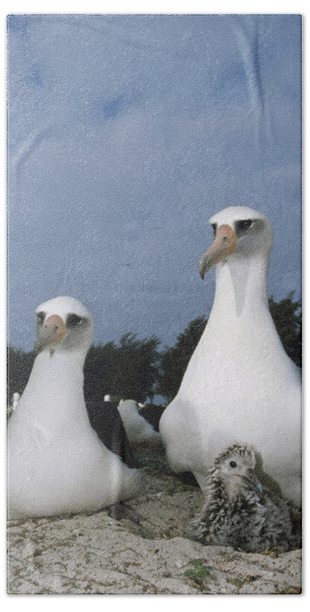 Feb0514 Beach Towel featuring the photograph Laysan Albatross Parents Exchanging by Tui De Roy