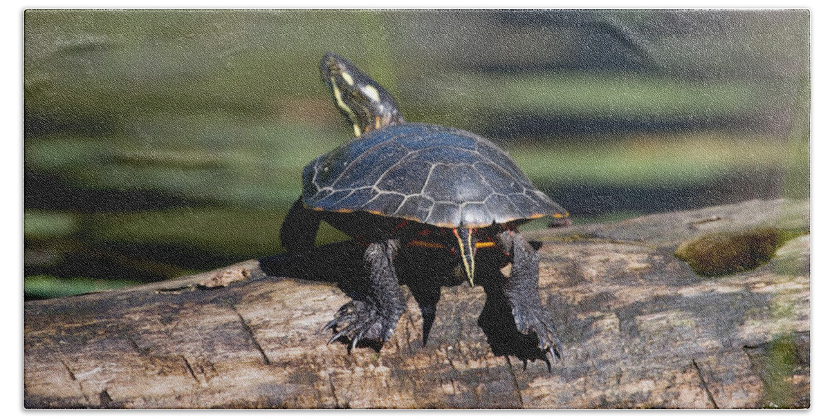 Painted Turtle Beach Sheet featuring the photograph Lazy Day on a Log 6241 by Brent L Ander